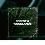 Blastwave FX – Forest and Woodlands (WAV)